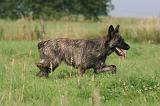 BOUVIER DES ARDENNES 402